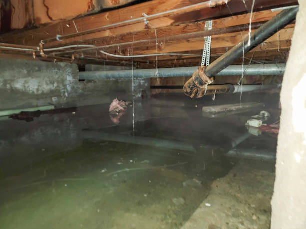 Best Water damage contractors near me  in Alpine, TX